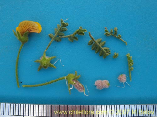 Image of Adesmia parviflora (). Click to enlarge parts of image.