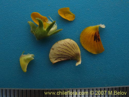 Image of Adesmia parviflora (). Click to enlarge parts of image.