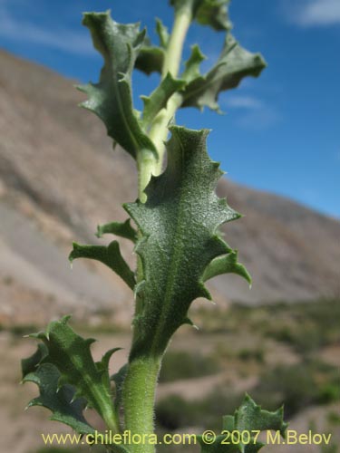 Haplopappus baylahuen의 사진