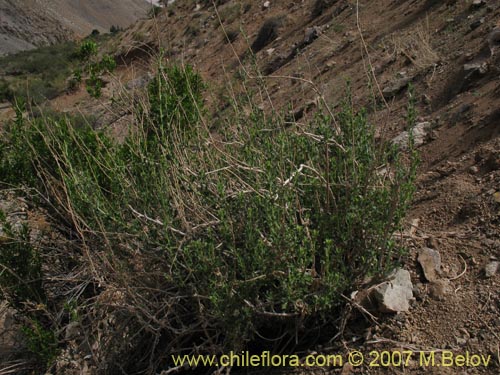 Haplopappus baylahuen의 사진