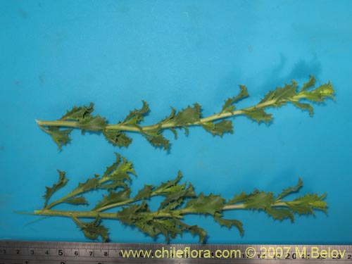 Haplopappus baylahuen의 사진