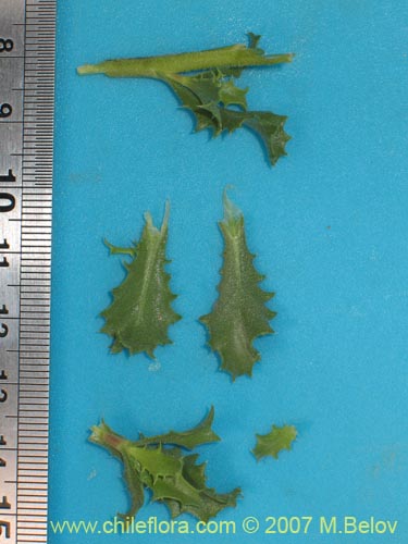 Haplopappus baylahuen의 사진