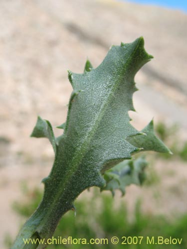 Haplopappus baylahuen의 사진