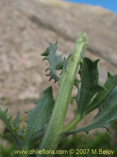 Haplopappus baylahuen의 사진