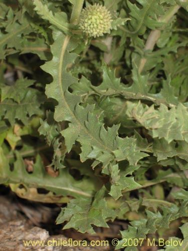 Image of Polyachyrus carduoides (). Click to enlarge parts of image.