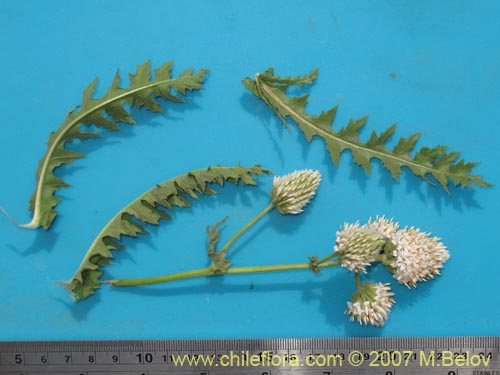 Image of Polyachyrus carduoides (). Click to enlarge parts of image.