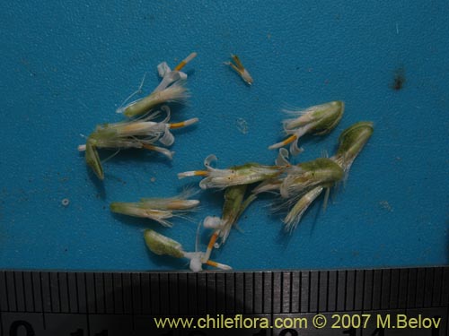 Image of Polyachyrus carduoides (). Click to enlarge parts of image.