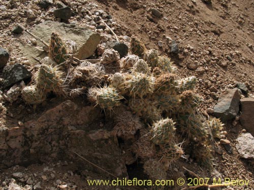 Maihueniopsis archiconoidea의 사진