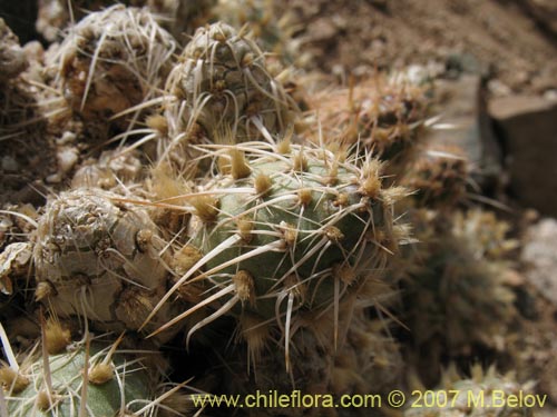 Maihueniopsis archiconoidea의 사진