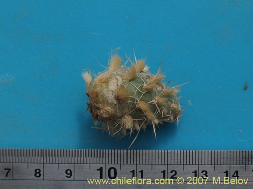 Maihueniopsis archiconoidea의 사진