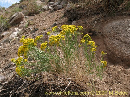 Image of Senecio johnstonianus (). Click to enlarge parts of image.