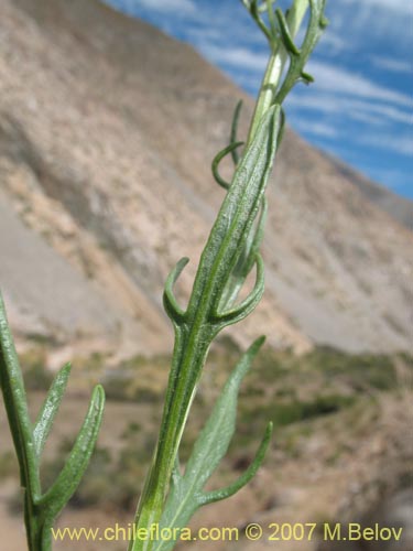 Image of Senecio johnstonianus (). Click to enlarge parts of image.