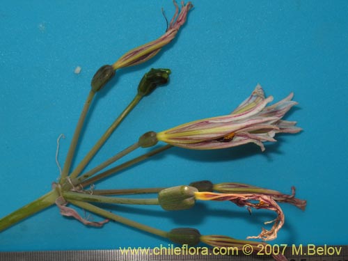 Placea arzae的照片