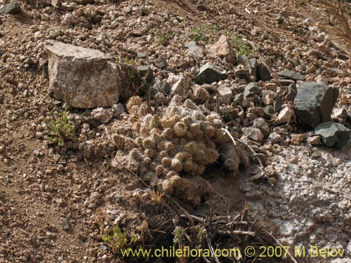 Maihueniopsis archiconoidea의 사진