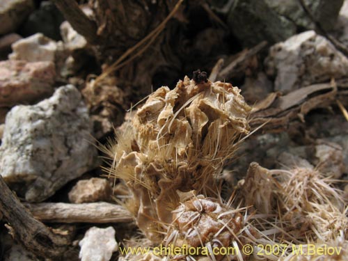 Maihueniopsis archiconoidea의 사진