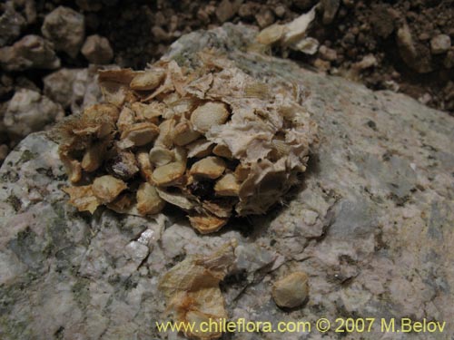 Maihueniopsis archiconoidea의 사진