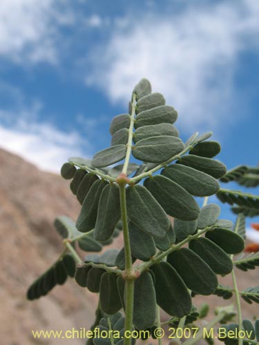 Image of Hoffmanseggia glauca (). Click to enlarge parts of image.