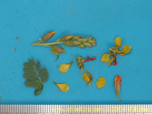 Image of Hoffmanseggia glauca (). Click to enlarge parts of image.