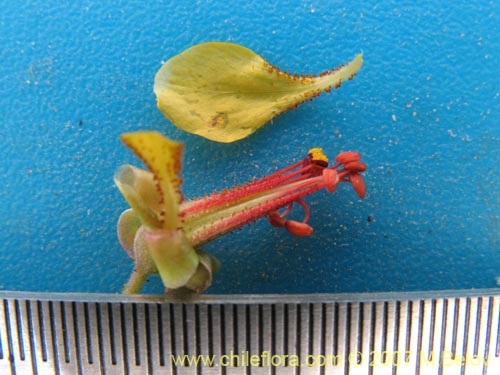 Image of Hoffmanseggia glauca (). Click to enlarge parts of image.