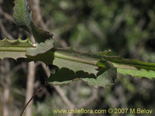Image of Mutisia latifolia (). Click to enlarge parts of image.