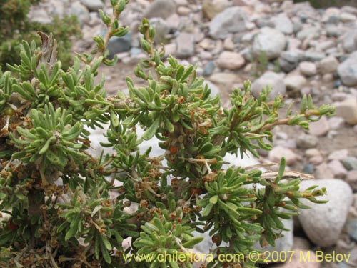 Bild von Lycium minutifolium (). Klicken Sie, um den Ausschnitt zu vergrössern.