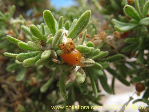 Bild von Lycium minutifolium (). Klicken Sie, um den Ausschnitt zu vergrössern.