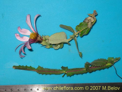 Imágen de Mutisia latifolia (). Haga un clic para aumentar parte de imágen.