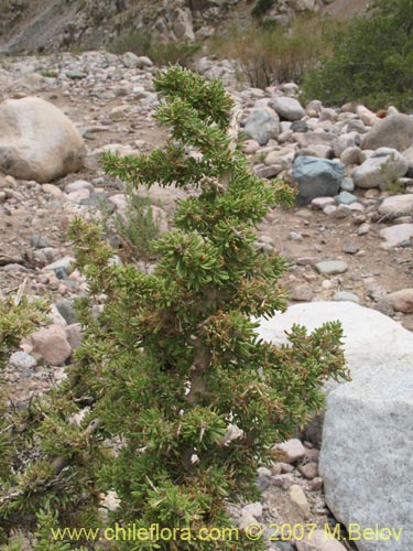 Bild von Lycium minutifolium (). Klicken Sie, um den Ausschnitt zu vergrössern.