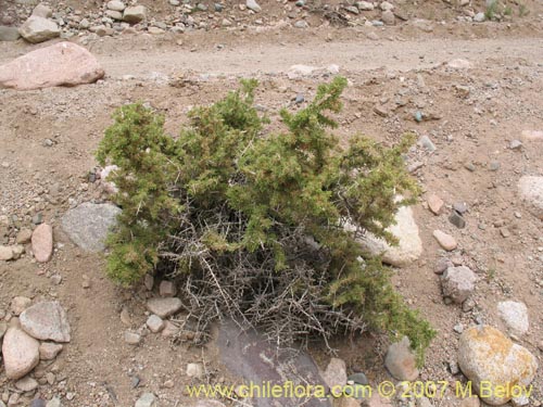 Bild von Lycium minutifolium (). Klicken Sie, um den Ausschnitt zu vergrössern.