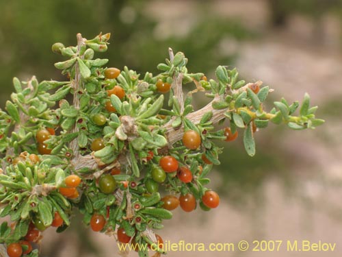 Bild von Lycium minutifolium (). Klicken Sie, um den Ausschnitt zu vergrössern.