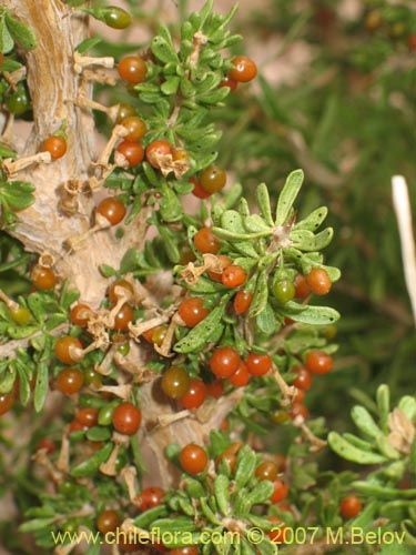 Bild von Lycium minutifolium (). Klicken Sie, um den Ausschnitt zu vergrössern.