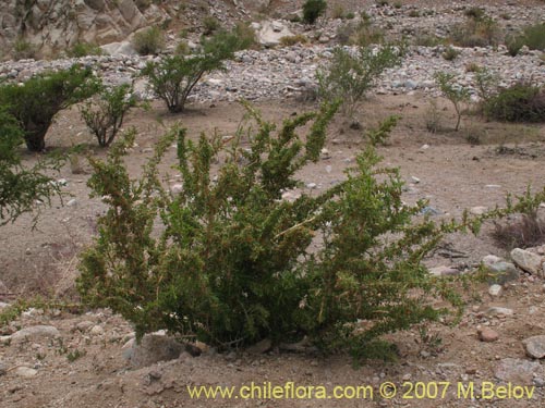 Bild von Lycium minutifolium (). Klicken Sie, um den Ausschnitt zu vergrössern.