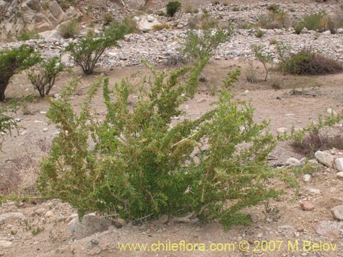 Bild von Lycium minutifolium (). Klicken Sie, um den Ausschnitt zu vergrössern.