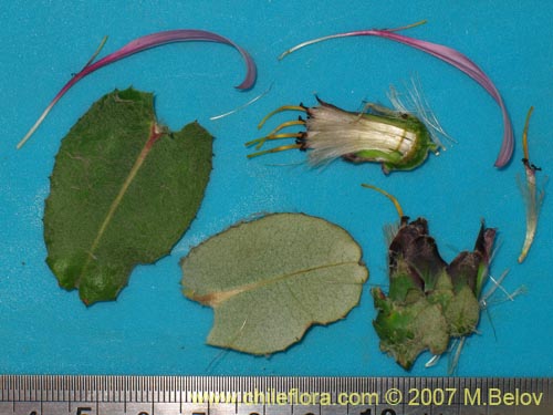 Imágen de Mutisia latifolia (). Haga un clic para aumentar parte de imágen.