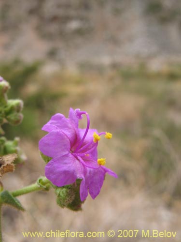 Image of Mirabilis ovatus (Dengue). Click to enlarge parts of image.