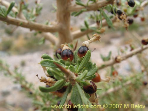 Bild von Lycium minutifolium (). Klicken Sie, um den Ausschnitt zu vergrössern.