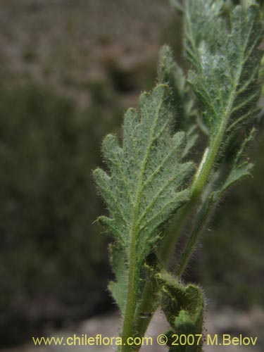 Image of Malesherbia multiflora (). Click to enlarge parts of image.