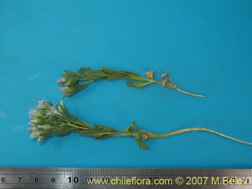 Image of Malesherbia multiflora (). Click to enlarge parts of image.