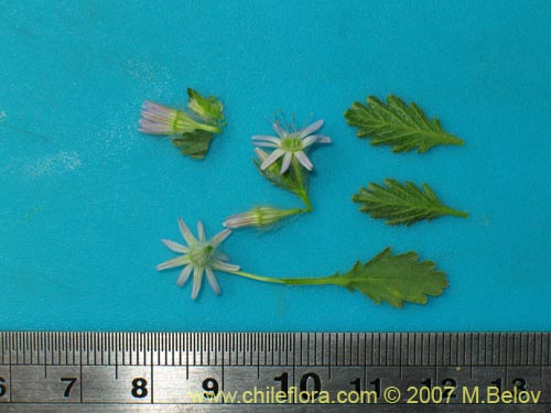 Image of Malesherbia multiflora (). Click to enlarge parts of image.