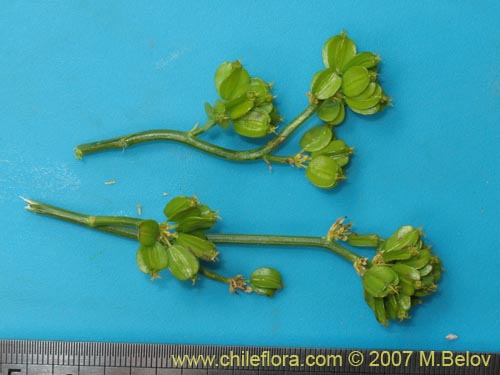 Imágen de Gymnophyton robustum (). Haga un clic para aumentar parte de imágen.