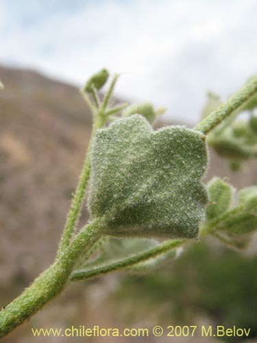 Image of Homalocarpus sp.  #1930 (). Click to enlarge parts of image.