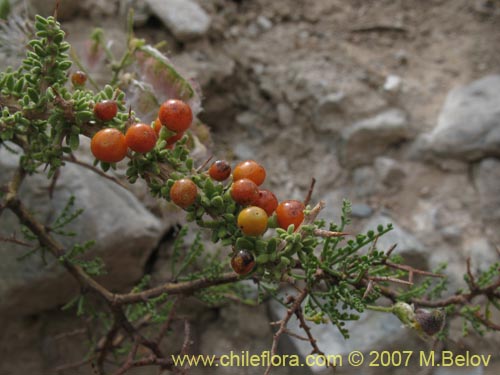 Bild von Lycium minutifolium (). Klicken Sie, um den Ausschnitt zu vergrössern.