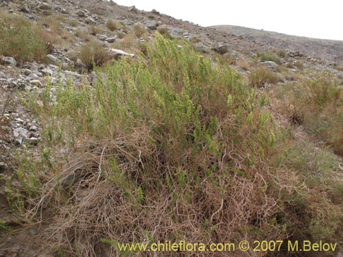 Image of Ophryosporus paradoxus (). Click to enlarge parts of image.