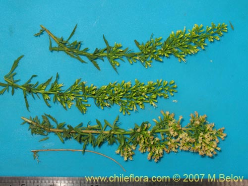 Image of Ophryosporus paradoxus (). Click to enlarge parts of image.