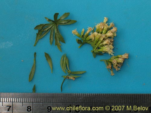 Image of Ophryosporus paradoxus (). Click to enlarge parts of image.