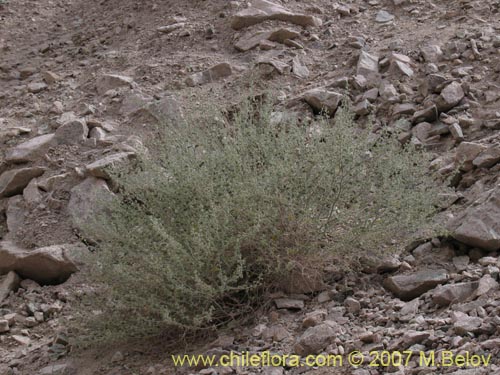 Imágen de Adesmia eremophila (). Haga un clic para aumentar parte de imágen.