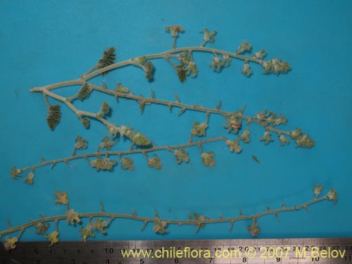 Imágen de Adesmia eremophila (). Haga un clic para aumentar parte de imágen.