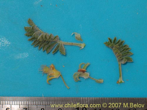 Imágen de Adesmia eremophila (). Haga un clic para aumentar parte de imágen.