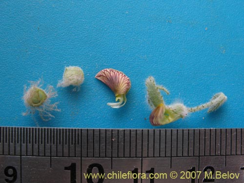 Imágen de Adesmia eremophila (). Haga un clic para aumentar parte de imágen.