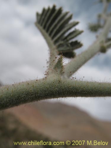 Imágen de Adesmia eremophila (). Haga un clic para aumentar parte de imágen.